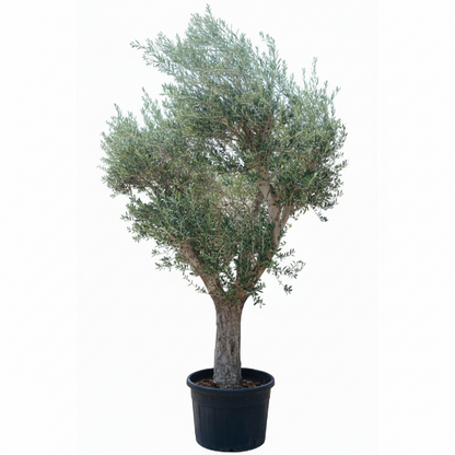 Olive Tree, Olea Europaea - Greenie.ae Dubai UAE Delivery Online Shop