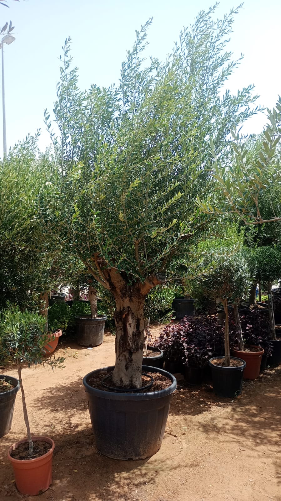 Olive Tree, Olea Europaea - Greenie.ae Dubai UAE Delivery Online Shop
