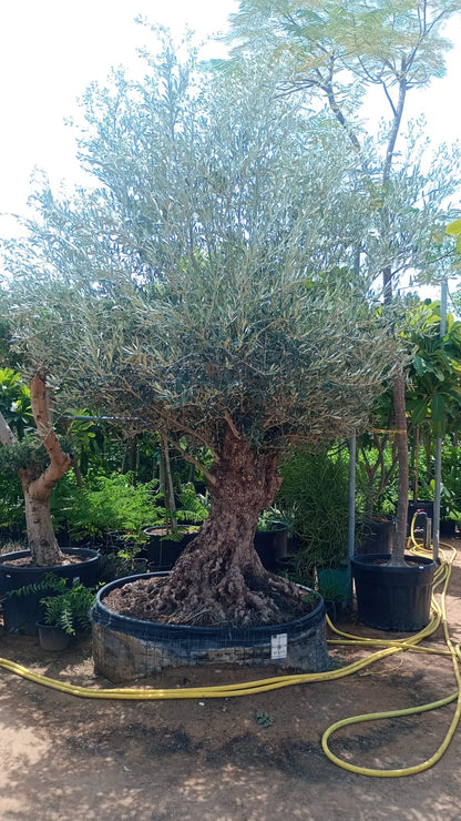 Olive Tree, Olea Europaea - Greenie.ae Dubai UAE Delivery Online Shop