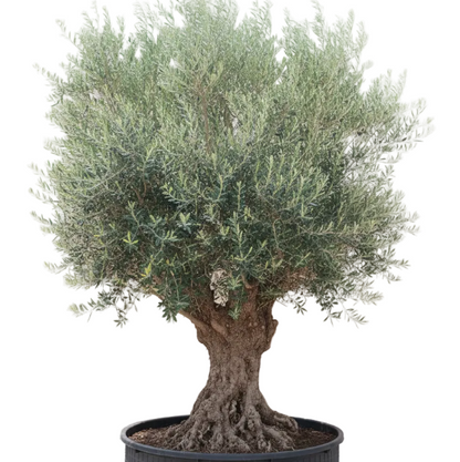 Olive Tree, Olea Europaea - Greenie.ae Dubai UAE Delivery Online Shop