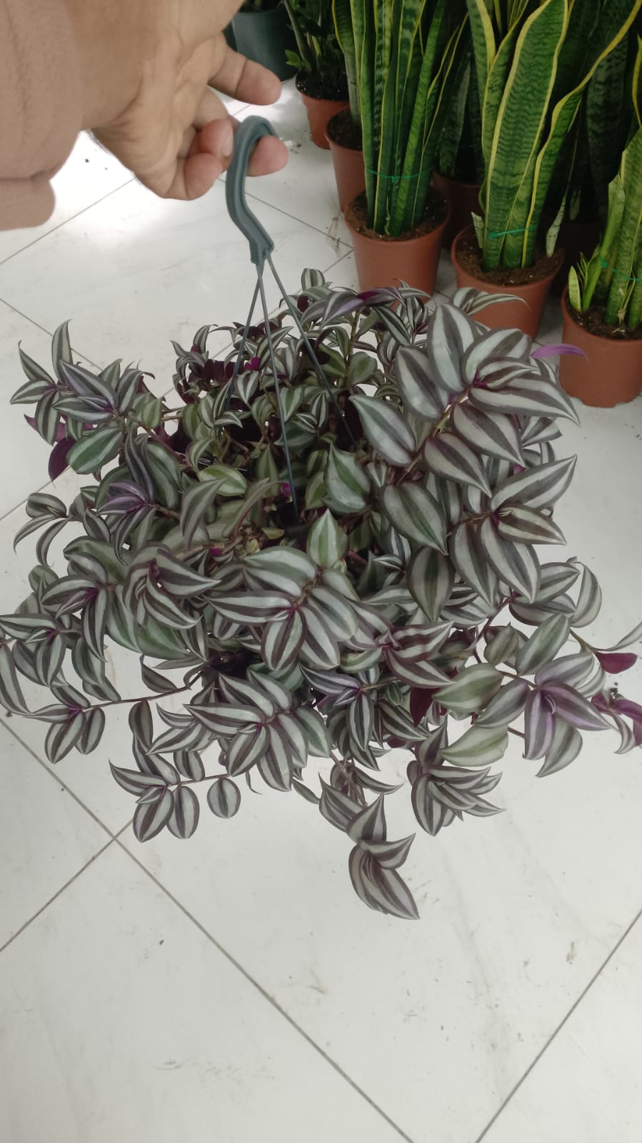 Tradescantia zebrina , Wandering Jew