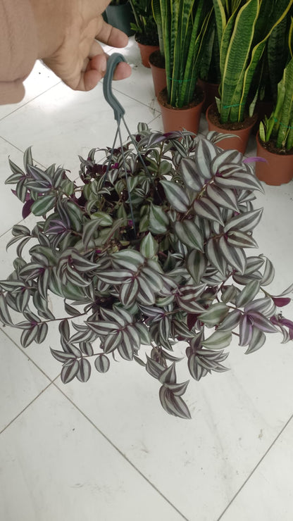 Tradescantia zebrina , Wandering Jew