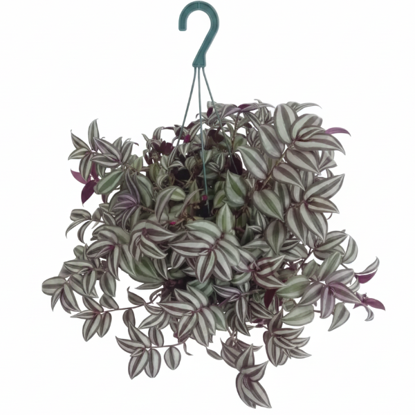 Tradescantia zebrina , Wandering Jew