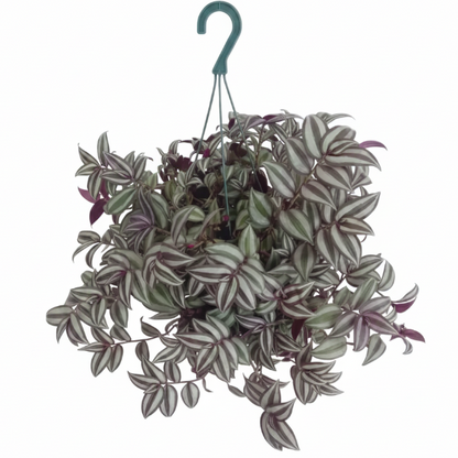 Tradescantia zebrina , Wandering Jew