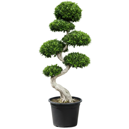 Ficus S Bonsai - Greenie.ae Dubai UAE Delivery Online Shop