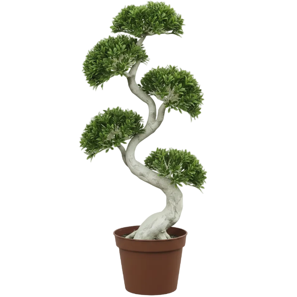 Ficus S Bonsai - Greenie.ae Dubai UAE Delivery Online Shop
