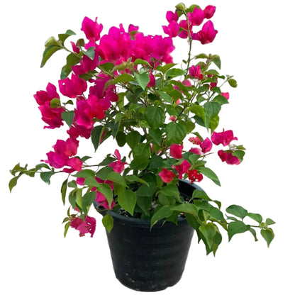 Great Bougainvillea, Bougainvillea Spectabilis