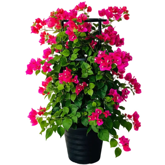 Great Bougainvillea, Bougainvillea Spectabilis