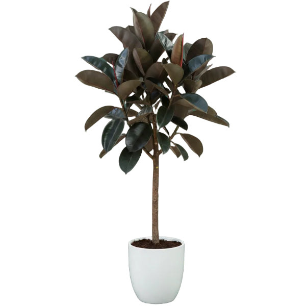 Ficus elastic Tree, Rubber Plant Tree