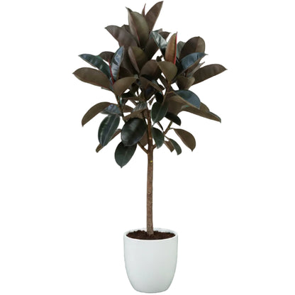Ficus elastic Tree, Rubber Plant Tree