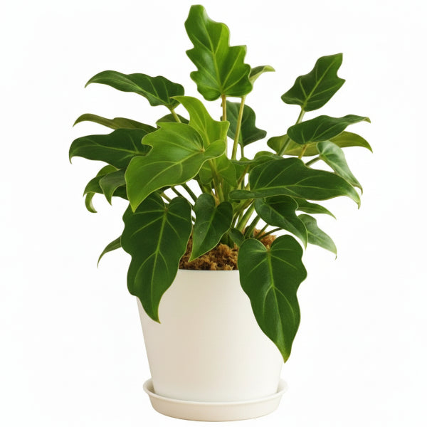 Philodendron xanadu - Greenie.ae Dubai UAE Delivery Online Shop