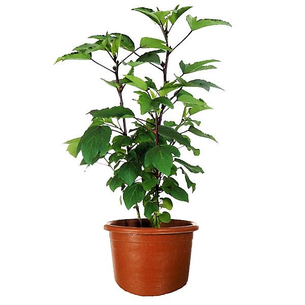 Hibiscus Sabdariffa, Roselle, Karkade - www.Greenie.ae Buy online Best and Healthy Plants and quality products guarantee in Dubai Plants Shop in Dubai Abu Dhabi all over UAE Plants near me Fresh Plants in Dubai where to buy plants in UAE - Greenie.ae