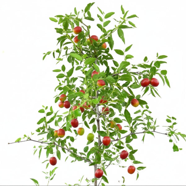 Ziziphus jujuba, Jujube Tree - Greenie.ae Dubai UAE Delivery Online Shop