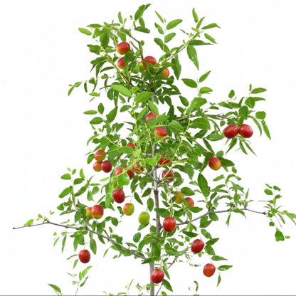 Ziziphus jujuba, Jujube Tree - Greenie.ae Dubai UAE Delivery Online Shop