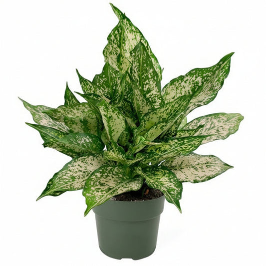 Aglaonema Spring Snow - www.Greenie.ae Buy online Best and Healthy Plants and quality products guarantee in Dubai Plants Shop in Dubai Abu Dhabi all over UAE Plants near me Fresh Plants in Dubai where to buy plants in UAE - Greenie.ae