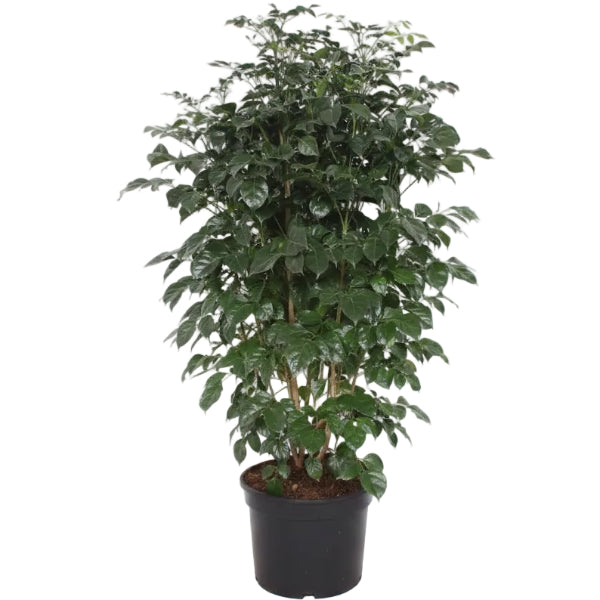 Radermachera sinica, China Doll Plant