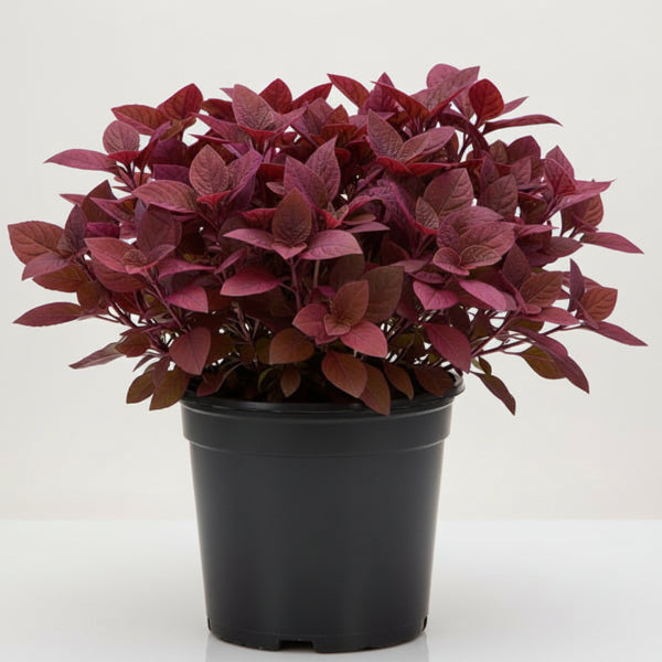 Alternanthera Red, Red Sessile, Joyweed (small)
