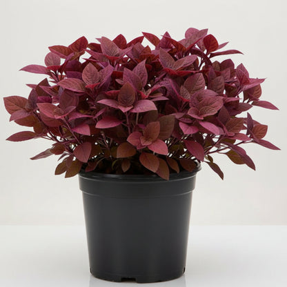 Alternanthera Red, Red Sessile, Joyweed (small)