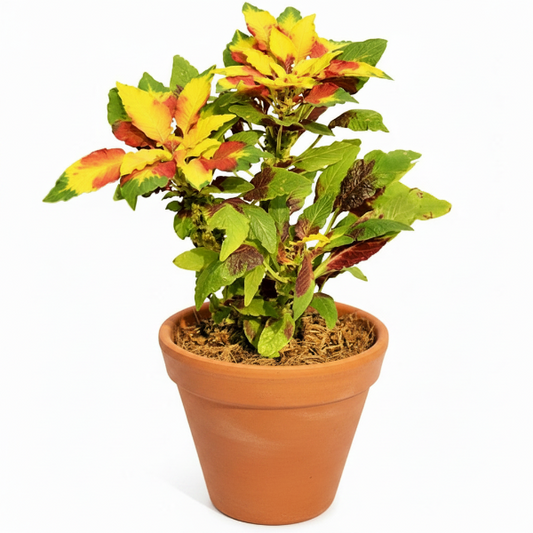 Amaranthus Tricolor