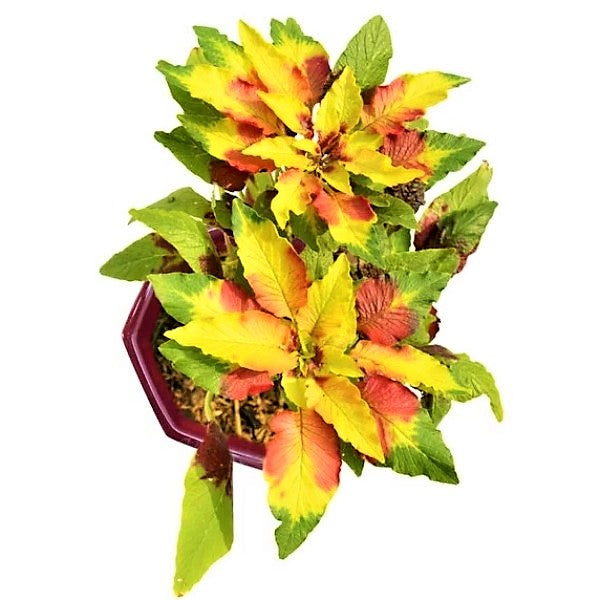 Amaranthus Tricolor - www.Greenie.ae Buy online Best and Healthy Plants and quality products guarantee in Dubai Plants Shop in Dubai Abu Dhabi all over UAE Plants near me Fresh Plants in Dubai where to buy plants in UAE - Greenie.ae