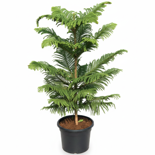 Araucaria heterophylla, Norfolk Island Pine Outdoor