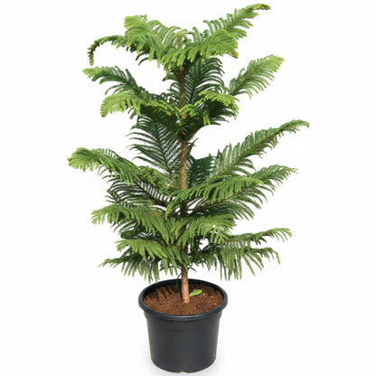 Araucaria heterophylla, Norfolk Island Pine Outdoor