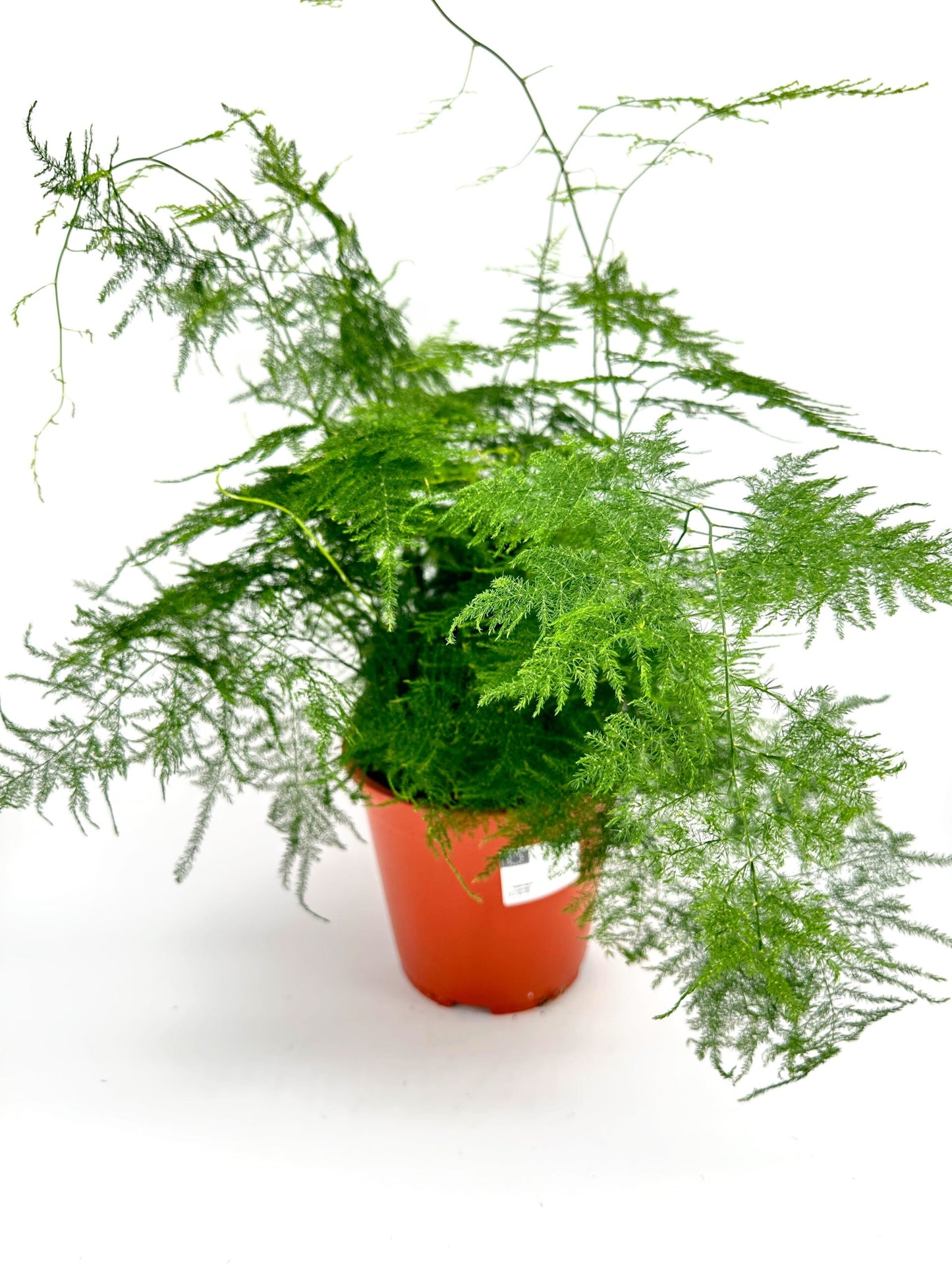 Asparagus Fern