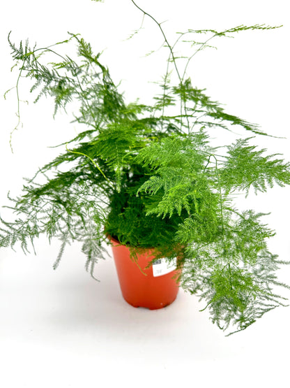 Asparagus Fern