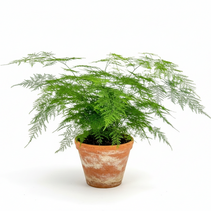 Asparagus Fern