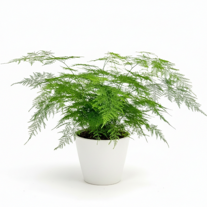 Asparagus Fern