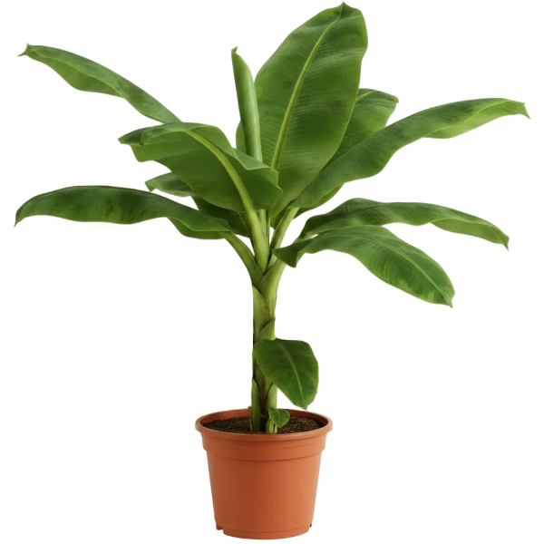 Musa paradisiaca, Banana Tree - Greenie.ae Dubai UAE Delivery Online Shop