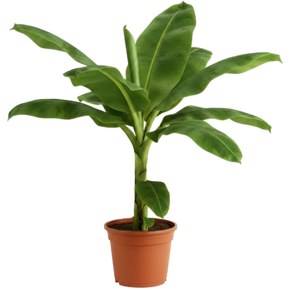 Musa paradisiaca, Banana Tree - Greenie.ae Dubai UAE Delivery Online Shop