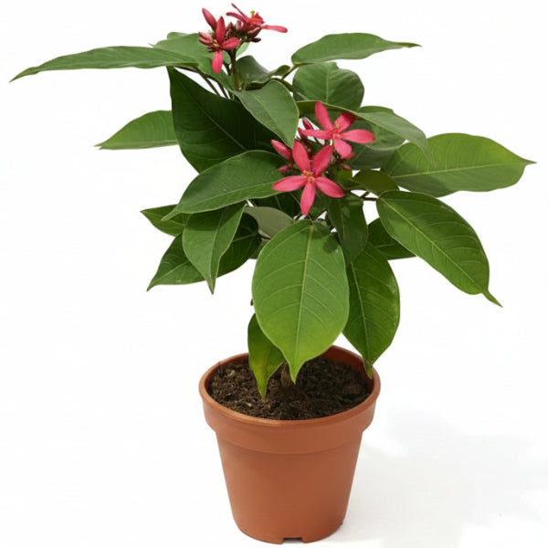 Jatropha Integerrima, Peregrine, Spicy Jatropha