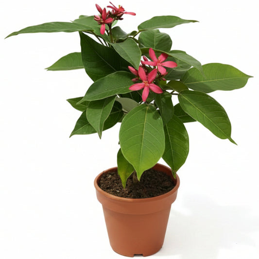 Jatropha Integerrima, Peregrine, Spicy Jatropha
