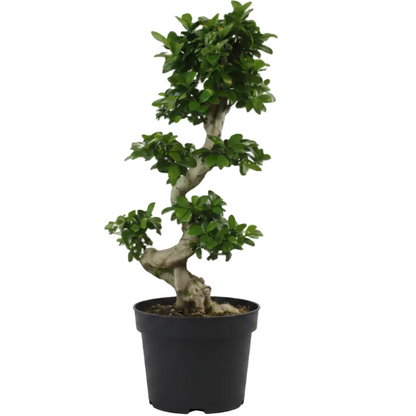 Ficus S Bonsai - Greenie.ae Dubai UAE Delivery Online Shop