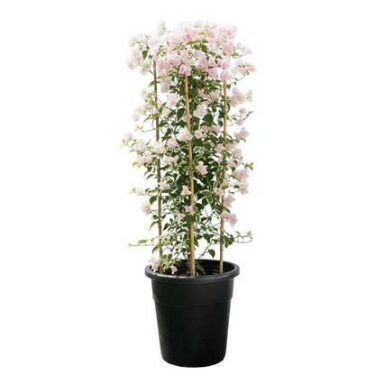 Bougainvillea Cocoice, Coconut Ice