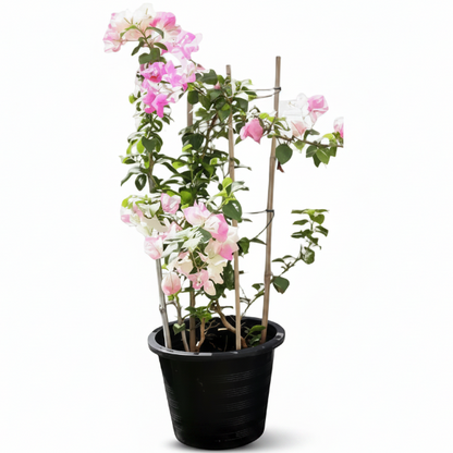 Bougainvillea Cocoice, Coconut Ice