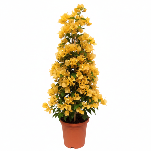 Bougainvillea Gold