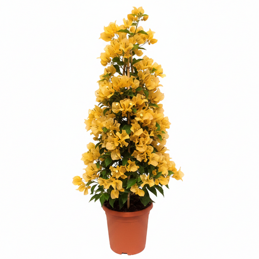 Bougainvillea Gold
