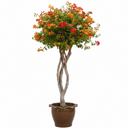 Bougainvillea Multicolor Specimen
