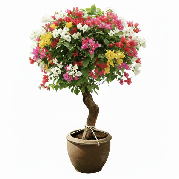 Bougainvillea Multicolor Specimen