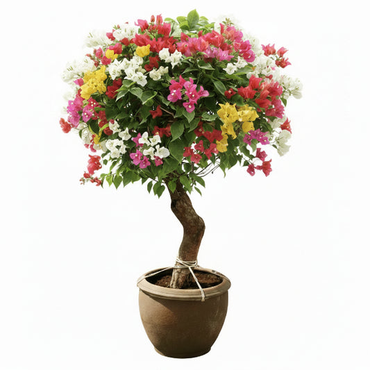 Bougainvillea Multicolor Specimen