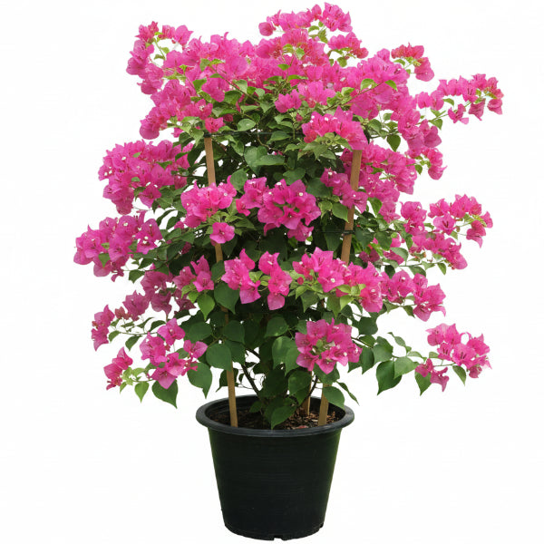 Great Bougainvillea, Bougainvillea Spectabilis