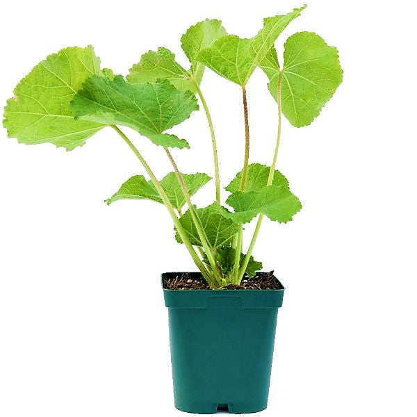 Hollyhocks Flower Plant, Alcea - www.Greenie.ae Buy online Best and Healthy Plants and quality products guarantee in Dubai Plants Shop in Dubai Abu Dhabi all over UAE Plants near me Fresh Plants in Dubai where to buy plants in UAE - Greenie.ae