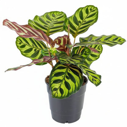 A potted Calathea Makoyana plant with variegated green and white leaves, commonly known as Cathedral Windows.