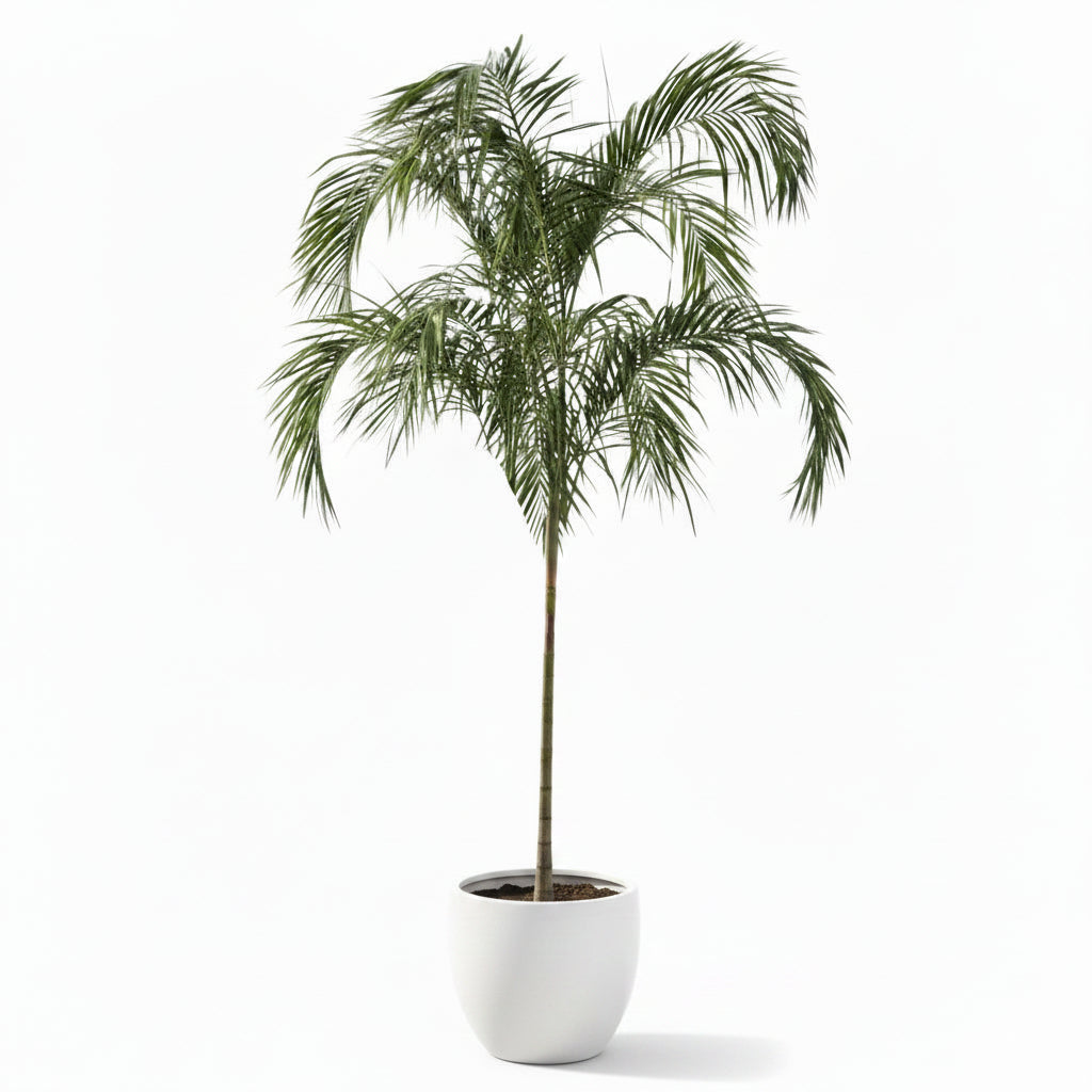 Potted palm tree on a rooftop terrace with a cityscape view