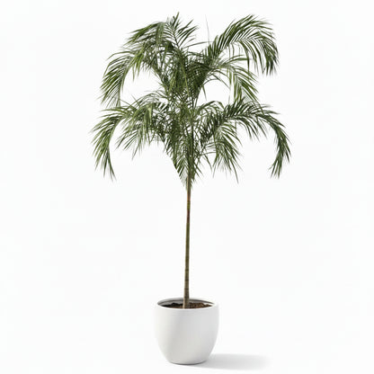 Potted palm tree on a rooftop terrace with a cityscape view