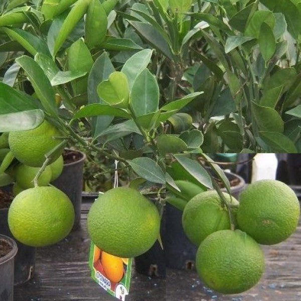 Citrus orange, Sinensis Spain - www.Greenie.ae Buy online Best and Healthy Plants and quality products guarantee in Dubai Plants Shop in Dubai Abu Dhabi all over UAE Plants near me Fresh Plants in Dubai where to buy plants in UAE - Greenie.ae