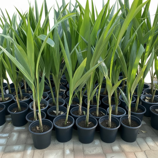Coconut Palm, Cocos Nucifera
