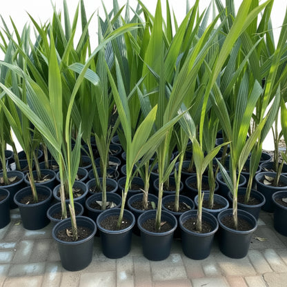Coconut Palm, Cocos Nucifera